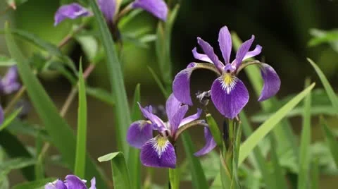 Variously coloured iris (Iris versicolor) and bumble bee (Bombus) Stock Footage 14652199