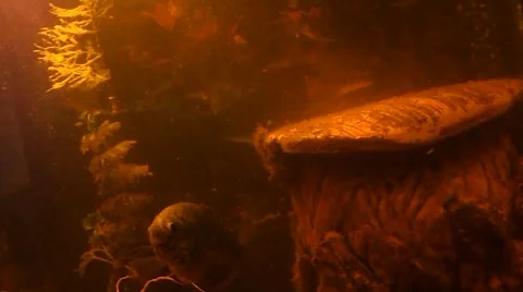 The variously moving fish Stock Footage 47450690