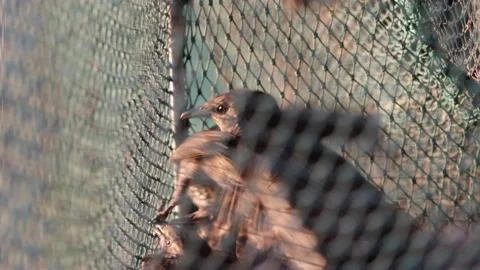 Varnenai tinkle Video stock 157351537