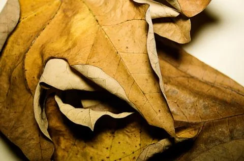 Varnish Leaves in the Fall Stock Photos