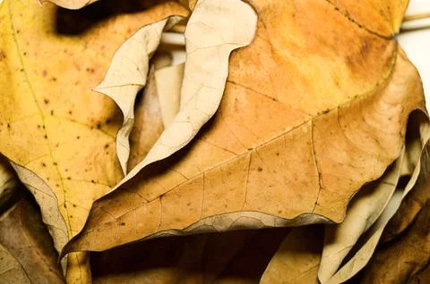 Varnish Leaves Stock Photos