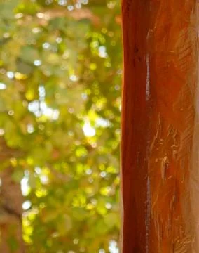 Varnished wood trunk against blurred green vegetation background Stock Photos