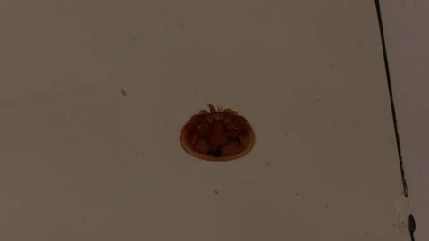 Varroa bee mite under the microscope Stock Footage 292285101