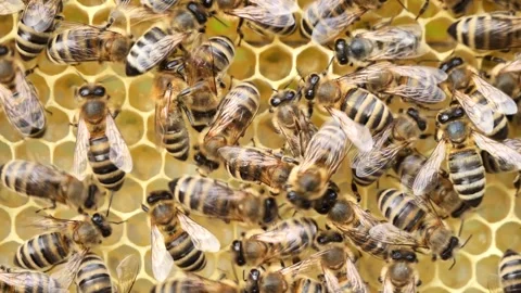Varroa mite on back of a bee. Stock Footage 313445066