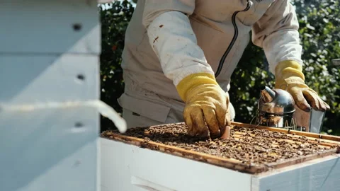 Varroa mite control. Varroa destructor. How to treat bees from varroa mite. The Stock Footage 235470164
