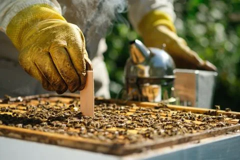 Varroa mite control. Varroa destructor. How to treat bees from varroa mite. The Foto stock