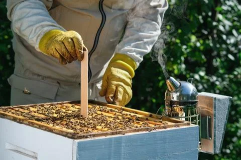 Varroa mite control. Varroa destructor. How to treat bees from varroa mite. The Stock Photos