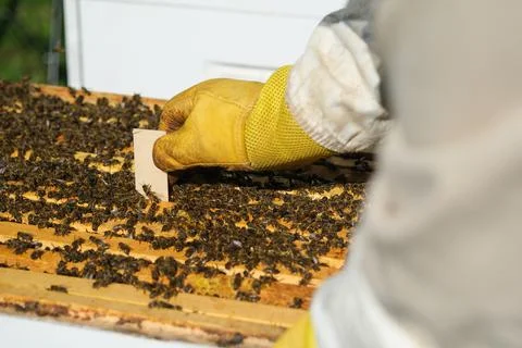 Varroa mite control. Varroa destructor. How to treat bees from varroa mite. The Stock Photos