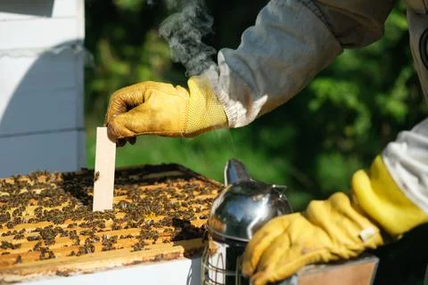 Varroa mite control. Varroa destructor. How to treat bees from varroa mite. The 스톡 사진