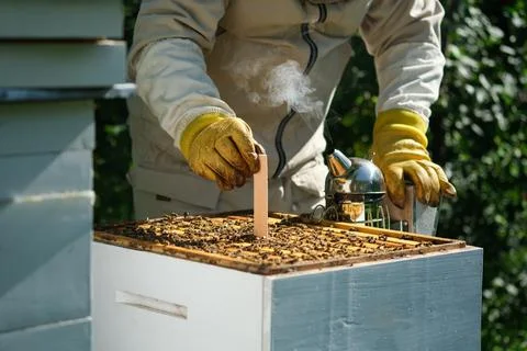 Varroa mite control. Varroa destructor. How to treat bees from varroa mite. The Stock Photos