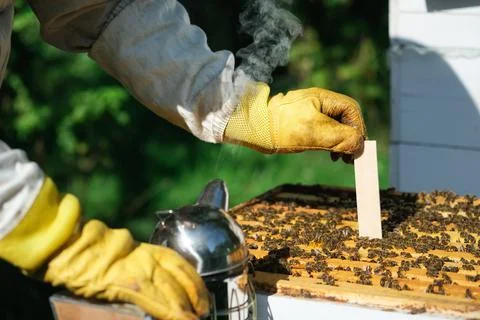 Varroa mite control. Varroa destructor. How to treat bees from varroa mite. The Foto stock