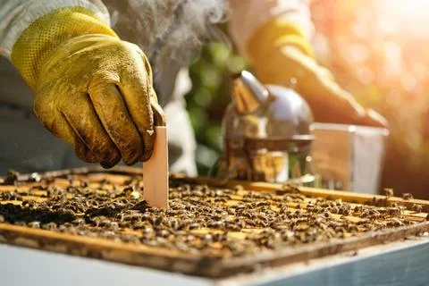 Varroa mite control. Varroa destructor. How to treat bees from varroa mite. The Stock Photos