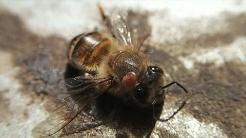 Varroa mite on dead bee Stock Footage 147931288