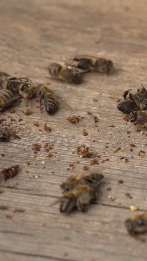 Varroa mite. Hive infestation. Beekeeping. Dead honey bees Stock Footage 317663325