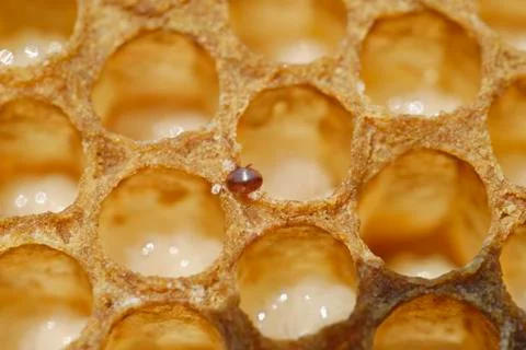 Varroa mite (varroa destructor or jacobsoni), a parasite on a bee brood comb  Stock Photos