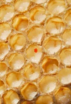 Varroa mite (varroa destructor or jacobsoni), a parasite in an unsealed bee b Stock Photos