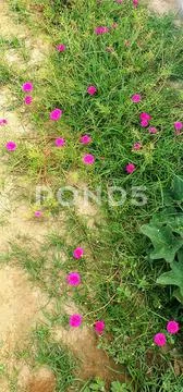 Vary beautiful Red Roses Stock Photos