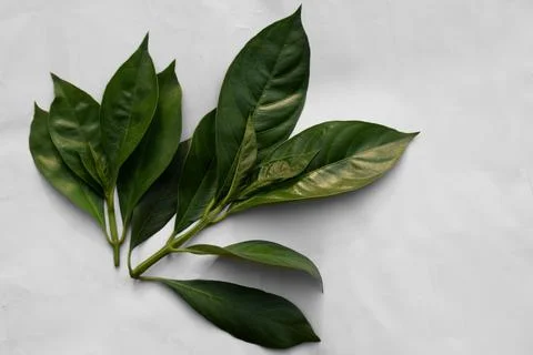 Vasaka, Malabar Nut tree leaves on white background Stock Photos