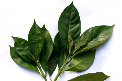 Vasaka, Malabar Nut tree leaves on white background Stock Photos