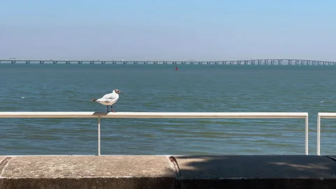 Vasco da Gama Bridge bridge seen during the sunny day, Lisbon city life. 库存影片 249798558