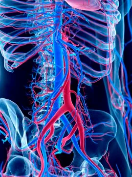 Vascular system of abdomen Stock Illustration