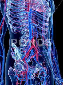 Vascular system of abdomen Stock Illustration