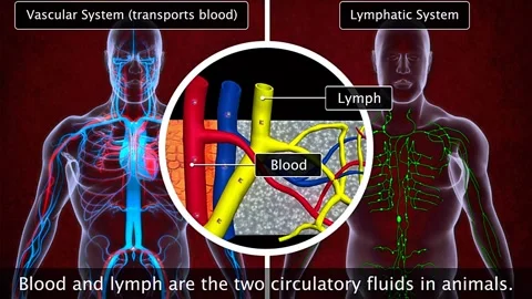 Vascular system and lymphatic system Stock Footage 318801939