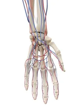 Vascular system, artwork Stock Illustration