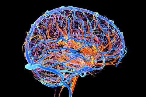 Vascular system of the brain, 3D illustration Illustrazione stock