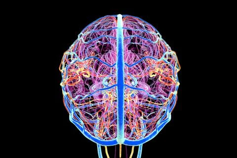 Vascular system of the brain, 3D illustration Illustrazione stock