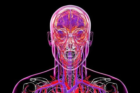 Vascular system of the brain, 3D illustration Illustrazione stock