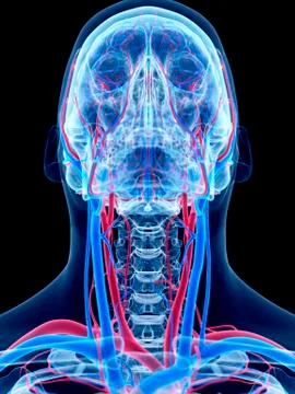 Vascular system of head and neck Stock Illustration