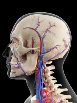 Vascular system of Head Stock Illustration