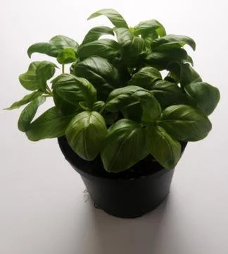 Vase of basil on a white background Stock Photos