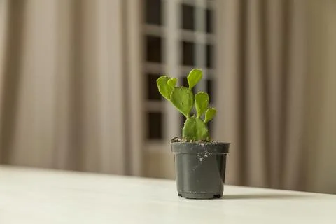 Vase of cactus on table with neutral background and copy space. Cactus concep Фото