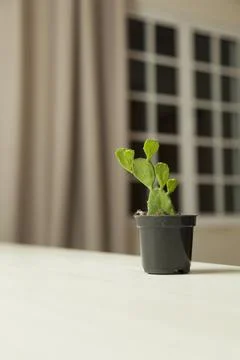 Vase of cactus on table with neutral background and copy space. Cactus concep Fotos Stock