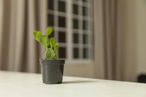 Vase of cactus on table with neutral background and copy space. Cactus concep 스톡 사진