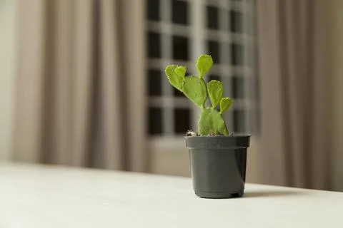 Vase of cactus on table with neutral background and copy space. Cactus concep Fotos Stock