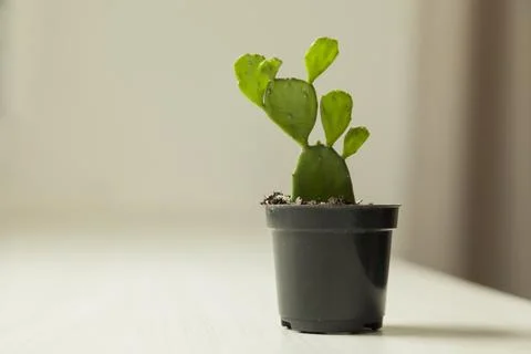 Vase of cactus on table with neutral background and copy space. Cactus concep Foto stock