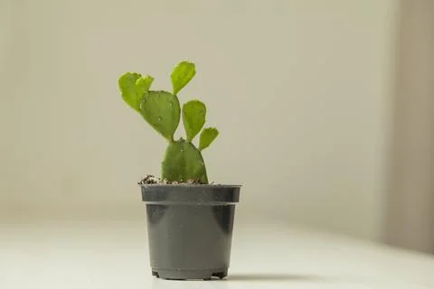 Vase of cactus on table with neutral background and copy space. Cactus concep Fotos Stock