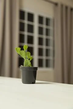 Vase of cactus on table with neutral background and copy space. Cactus concep Photos