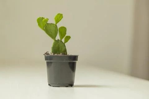 Vase of cactus on table with neutral background and copy space. Cactus concep Fotos de archivo