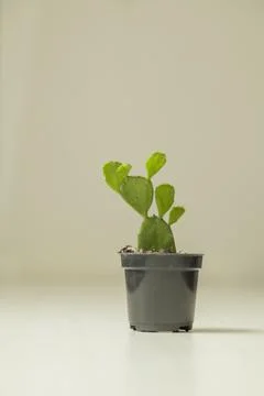 Vase of cactus on table with neutral background and copy space. Cactus concep Fotos Stock
