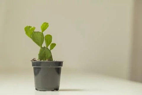 Vase of cactus on table with neutral background and copy space. Cactus concep Фото