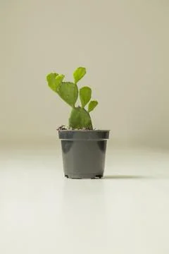 Vase of cactus on table with neutral background and copy space. Cactus concep Фото