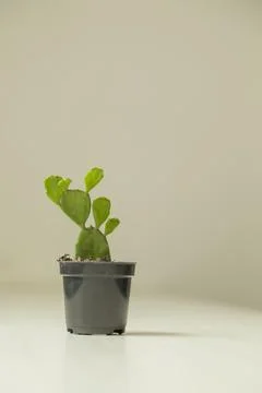 Vase of cactus on table with neutral background and copy space. Cactus concep Photos