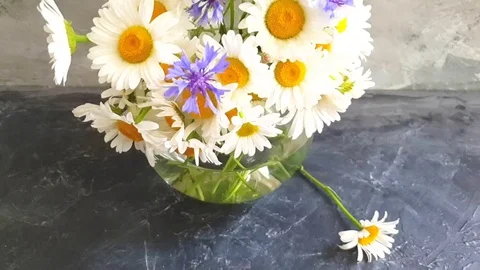 Vase chamomile cornflower on concrete background Stock Footage 109341156