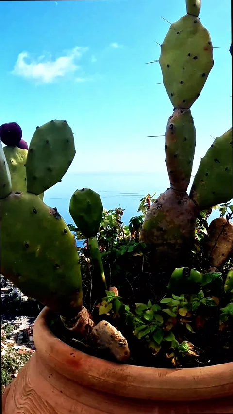 Vase containing a prickly pear cactus then reveals the panorama of the sea Stock Footage 334863645