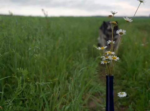 Vase With Daisy 库存照片