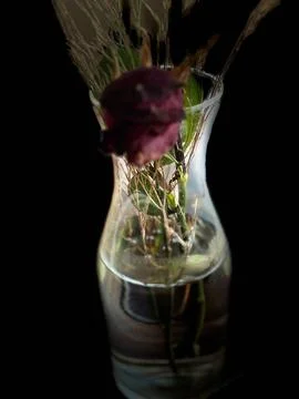 Vase with dried flowers Stock Photos